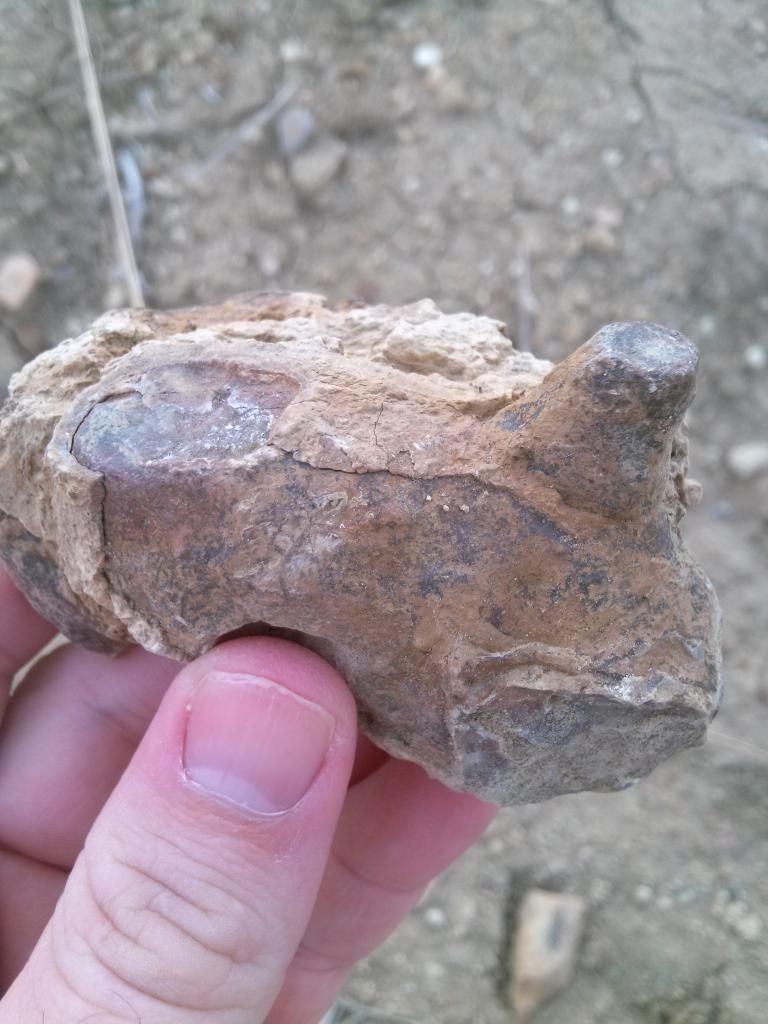 Mineral Wells/lake Jacksboro Trip Fossil Hunting Trips The Fossil Forum